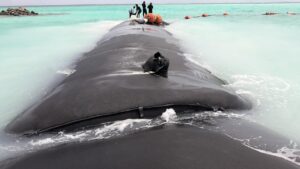 Geotube dewatering bag coastal protection tube wholesale Bokk